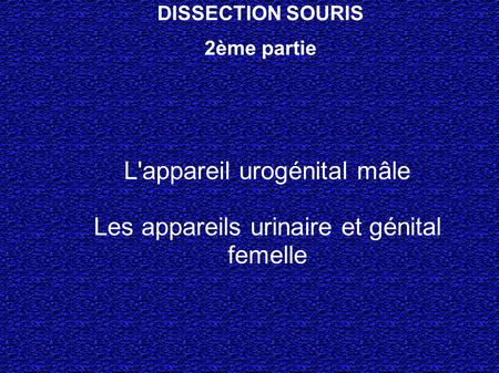DISSECTION SOURIS 2ème partie L'appareil urogénital mâle Les appareils urinaire et génital femelle.