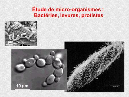 Étude de micro-organismes : Bactéries, levures, protistes