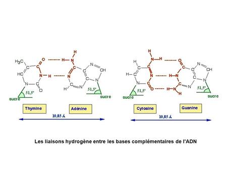 Les liaisons hydrogène entre les bases complémentaires de l'ADN