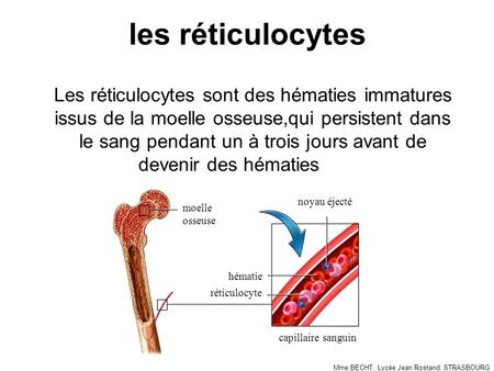 Les réticulocytes Les réticulocytes sont des hématies immatures issus de la moelle osseuse,qui persistent dans le sang pendant un à trois jours avant de.