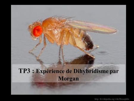 TP3 : Expérience de Dihybridisme par Morgan