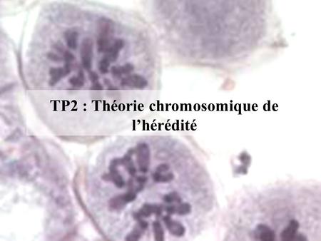 TP2 : Théorie chromosomique de l’hérédité