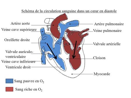 Schéma de la circulation sanguine dans un cœur en diastole