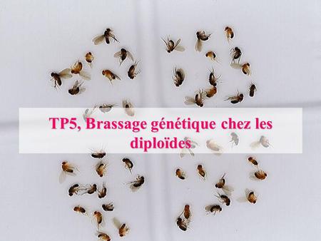 TP5, Brassage génétique chez les diploïdes