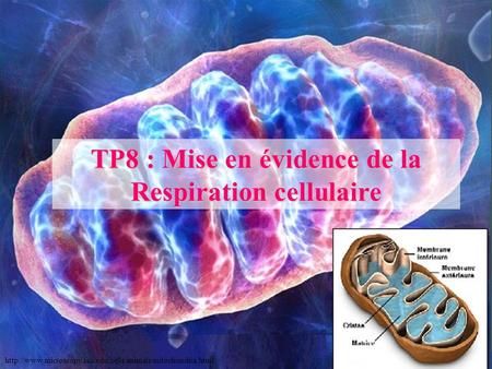TP8 : Mise en évidence de la Respiration cellulaire