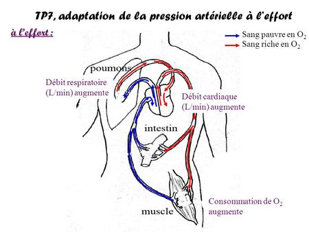 TP7, adaptation de la pression artérielle à l’effort
