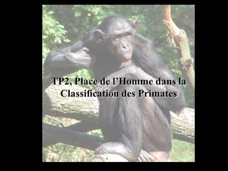 TP2, Place de l’Homme dans la Classification des Primates