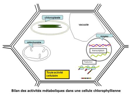 Bilan des activités métaboliques dans une cellule chlorophyllienne