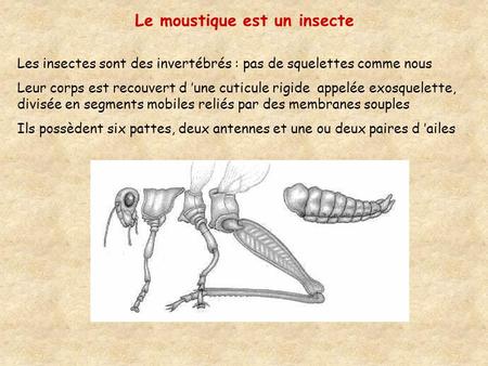Le moustique est un insecte