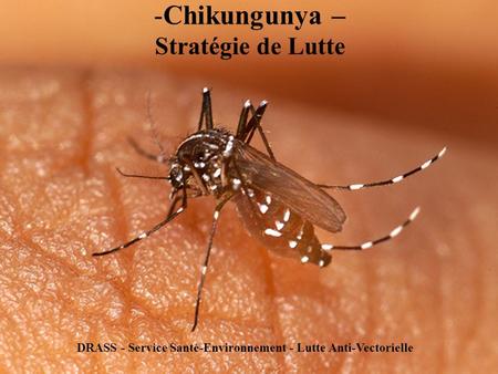 Chikungunya – Stratégie de Lutte