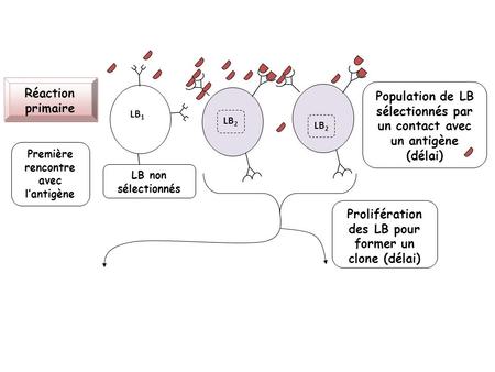 Population de LB sélectionnés par un contact avec un antigène (délai)