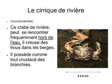 Le cirrique de rivière (Guinotia dentata)