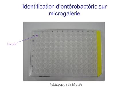 Identification d’entérobactérie sur microgalerie