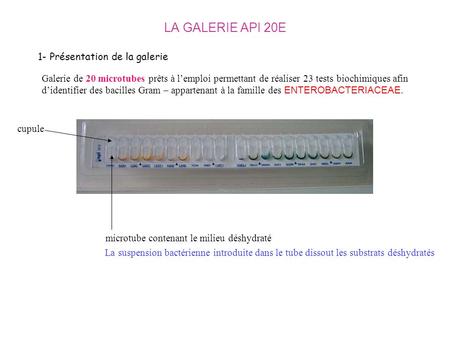 LA GALERIE API 20E 1- Présentation de la galerie