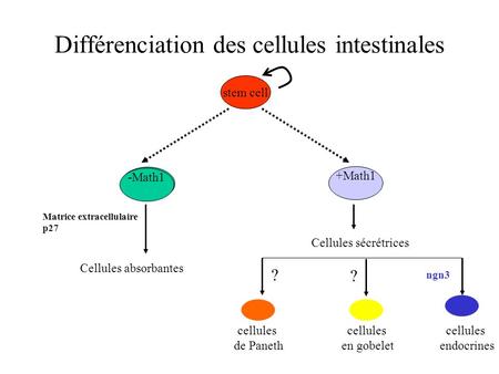Différenciation des cellules intestinales