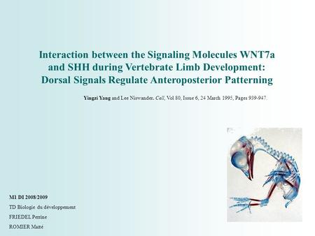 Interaction between the Signaling Molecules WNT7a