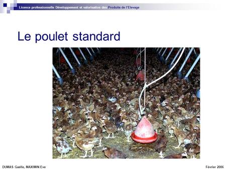 Licence professionnelle Développement et valorisation des Produits de l’Elevage Le poulet standard DUMAS Gaëlle, MAXIMIN Eve Février 2006.
