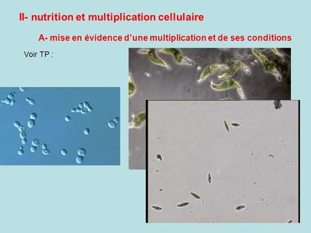 II- nutrition et multiplication cellulaire