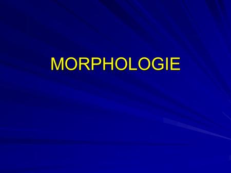 MORPHOLOGIE.