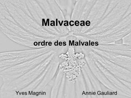 Malvaceae ordre des Malvales