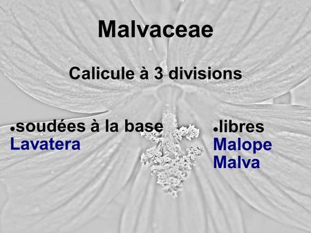 Malvaceae Calicule à 3 divisions soudées à la base libres Lavatera