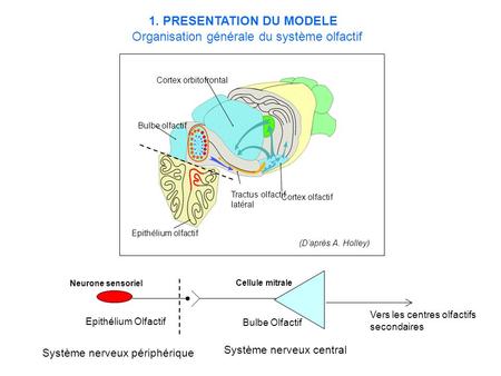 1. PRESENTATION DU MODELE Organisation générale du système olfactif