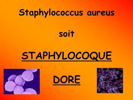 Staphylococcus aureus soit STAPHYLOCOQUE DORE