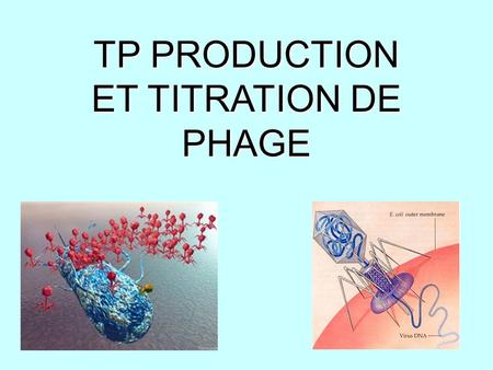 TP PRODUCTION ET TITRATION DE PHAGE