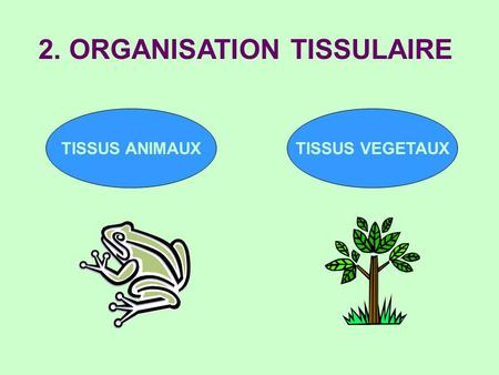 2. ORGANISATION TISSULAIRE