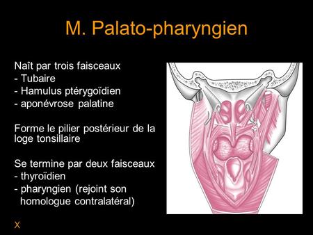 M. Palato-pharyngien Naît par trois faisceaux Tubaire