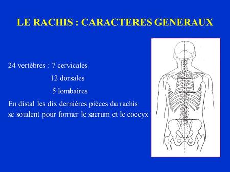 LE RACHIS : CARACTERES GENERAUX