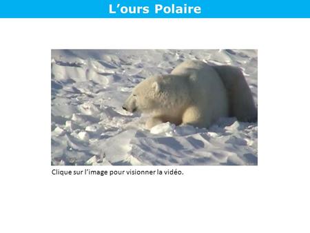 L’ours Polaire Clique sur l’image pour visionner la vidéo.