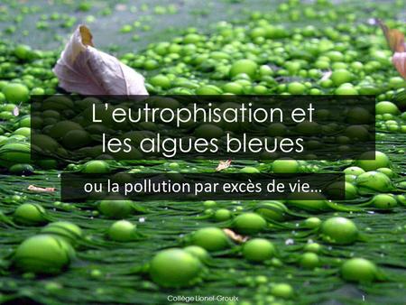 L’eutrophisation et les algues bleues