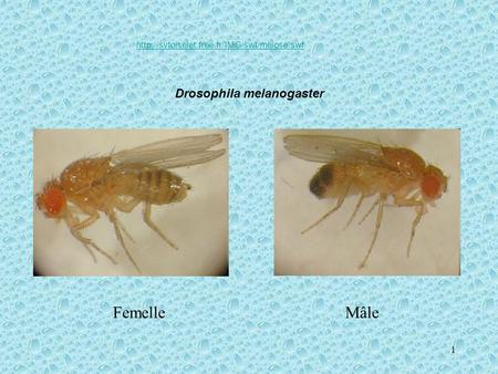 Femelle Mâle Drosophila melanogaster