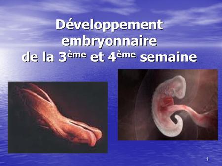 Développement embryonnaire de la 3ème et 4ème semaine