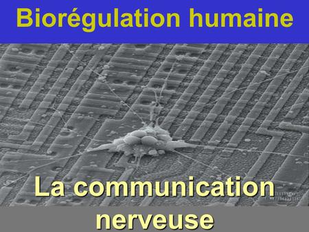 Biorégulation humaine La communication nerveuse