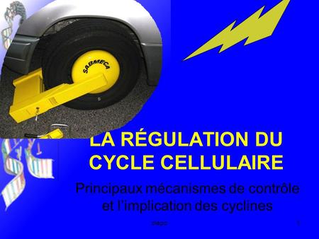 LA RÉGULATION DU CYCLE CELLULAIRE