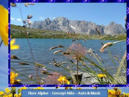 Flore Alpine - Concept Aldo – Auto & Music Edelweiss.