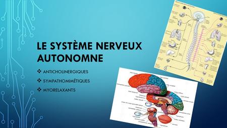 Le système nerveux autonomne