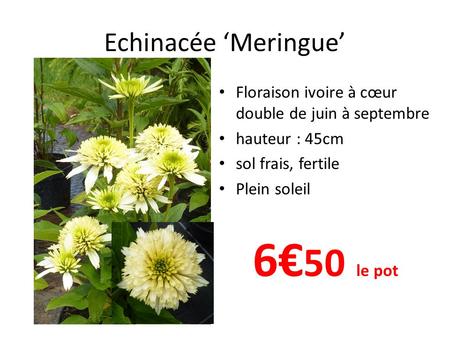 Echinacée ‘Meringue’ Floraison ivoire à cœur double de juin à septembre hauteur : 45cm sol frais, fertile Plein soleil 6€ 50 le pot.