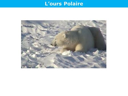 L’ours Polaire.