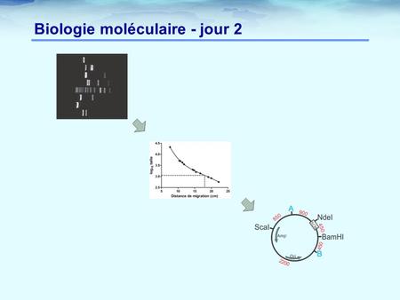 Biologie moléculaire - jour 2