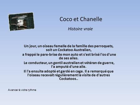 Coco et Chanelle Un jour, un oiseau femelle de la famille des perroquets, soit un Cockatoo Australien, a frappé le pare-brise de mon auto et s'est brisé.