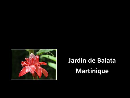 Jardin de Balata Martinique. Le jardin de Balata est un jardin botanique privé situé à seulement quelques minutes du centre ville de Fort-de-France, au.