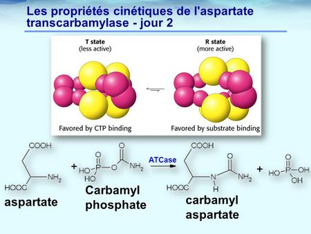 Les propriétés cinétiques de l'aspartate transcarbamylase - jour 2