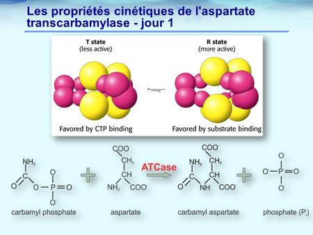 Les propriétés cinétiques de l'aspartate transcarbamylase - jour 1