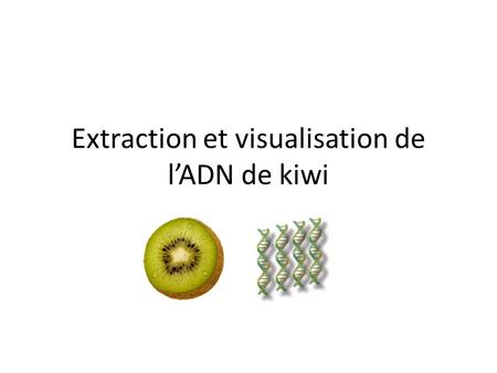 Extraction et visualisation de l’ADN de kiwi