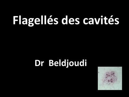 Flagellés des cavités Dr Beldjoudi.