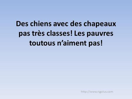 Des chiens avec des chapeaux pas très classes! Les pauvres toutous n’aiment pas!