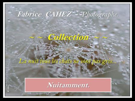 Nuitamment. Fabrice CAHEZ - Photographe. ~ ~ Collection ~ ~ La nuit tous les chats ne sont pas gris...